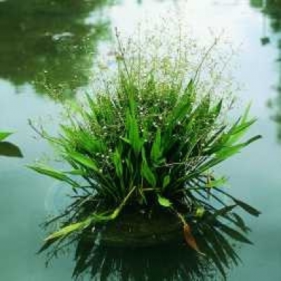 Froschlöffel Alisma plantago-aquatica