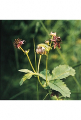 Blutauge Potentilla Palustris